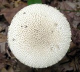 Amanita magniradix image
