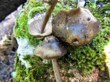Entoloma conferendum image