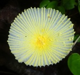 Leucocoprinus fragilissimus image