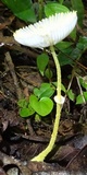Leucocoprinus fragilissimus image
