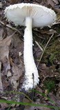 Amanita magniradix image