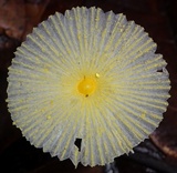 Leucocoprinus fragilissimus image