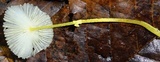 Leucocoprinus fragilissimus image