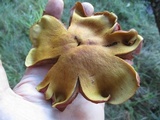 Cortinarius semisanguineus image