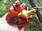 Cortinarius semisanguineus image