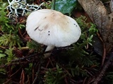 Inocybe whitei image