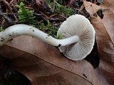 Inocybe whitei image