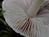 Inocybe whitei image