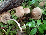 Inocybe flocculosa image