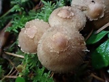 Inocybe flocculosa image