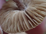 Inocybe flocculosa image
