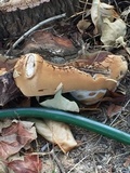 Ganoderma polychromum image