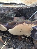 Ganoderma polychromum image