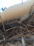 Ganoderma polychromum image