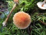 Cystoderma amianthinum image