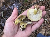 Tricholoma sejunctum image