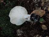 Russula brunneola image