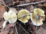 Tricholoma sejunctum image