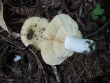 Russula subterfurcata image