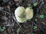 Russula subterfurcata image