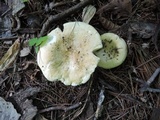 Russula subterfurcata image