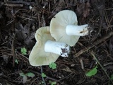 Russula subterfurcata image