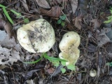 Russula subterfurcata image