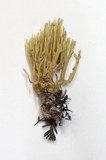 Ramaria stricta image