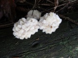 Postia ptychogaster image