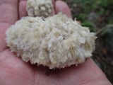 Postia ptychogaster image