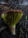 Phylloporus leucomycelinus image