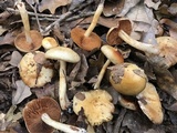 Cortinarius lewisii image