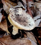 Echinoderma asperum image
