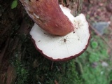 Imleria badia image