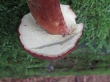 Imleria badia image
