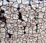 Xylobolus frustulatus image