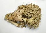 Ramaria vinosimaculans image