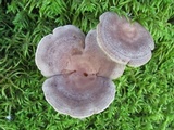 Lactarius mammosus image