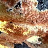 Steccherinum ochraceum image