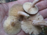 Lactarius mammosus image