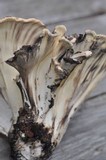 Meripilus sumstinei image