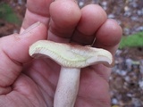 Lactarius vinaceorufescens image