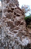 Bjerkandera adusta image