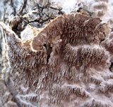 Bjerkandera adusta image