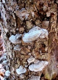 Bjerkandera adusta image