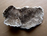 Bjerkandera adusta image