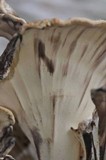 Meripilus sumstinei image