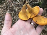 Omphalotus subilludens image