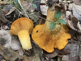 Omphalotus subilludens image