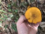 Omphalotus subilludens image